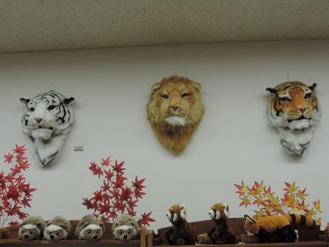 ホントにホントにライオンだ 猛獣大好き 裾野 長泉 静岡県 の旅行記 ブログ By Umenomiさん フォートラベル