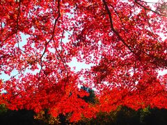 嵐山渓谷では見事に紅葉していた木は一部ではありましたが、この木は特別赤く紅葉していてキレイだったなー。