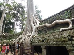 タ・プローム寺院
王様がお母さんのために作ったもの。
ガジュマルの木の根っこが、スゴいことになってる。ここだけじゃなくて、何カ所も。