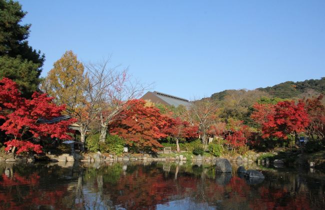 八坂神社をお参りして円山公園に。<br />桜のイメージが強い円山公園ですが、紅葉も綺麗でした。