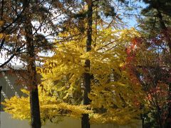 父が、「年賀状にする写真が撮りたい」というので、浮見堂に連れていくことにしました♪

興福寺を通って・・・

イチョウが綺麗に色づいてます。