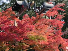 春日大社の鳥居横の木が、見事に赤くなっています♪