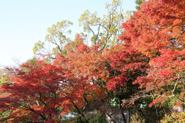 円山公園に来るのは初めてなので、坂本龍馬と中岡慎太郎の銅像を見たいと思っていましたが、紅葉に夢中で普通に忘れてました。