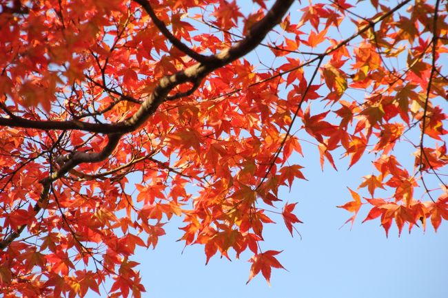 木の下から撮るのが好きです。