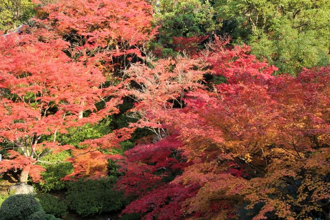 時間が時間だったので、あまり人がいなくて落ち着いてまわることができました。