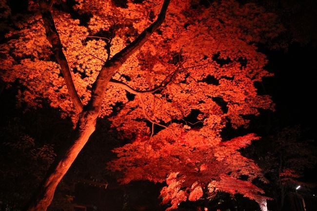 祖師堂のもみじのライトアップ、やけに赤々しい気が・・・