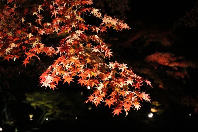 普通のライトを当てたのがこちらです。<br />やっぱり赤いライトより自然なカンジで良いですね。