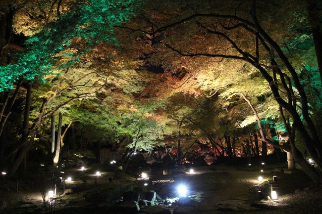 弁天堂の奥にある無量寿苑。<br />3年前に整備されたとか。<br />写真には少ししか写ってませんが、なぜか一部で緑のライトが当てられてました。<br />紅葉なので赤いライトは分かります。<br />でも何故緑？？まさか、クリスマスカラー・・・？そんなわけないですね。