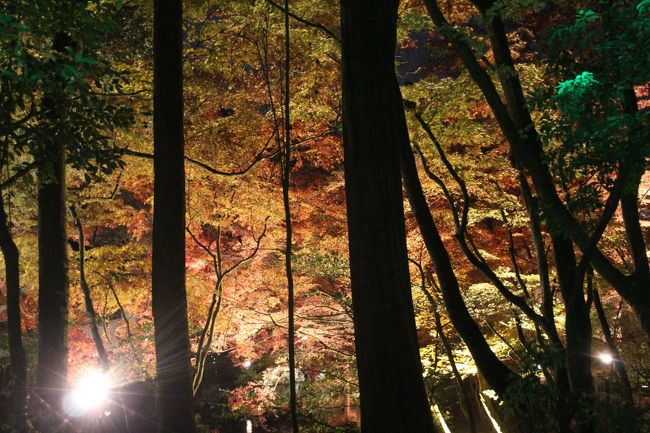 弁天堂の池をぐるっと一周します。<br />木々の中から見える紅葉も良いカンジです。