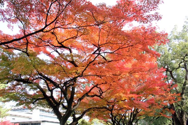 24日（月）。<br />ホテルをチェックアウト後、京都駅で荷物を預けようと思ったら預かり所が長蛇の列・・・<br />ロッカーも全て使用中のため、30分並んで荷物を預けました。<br />観光地やレストランが混むのは分かってましたが、荷物預かり所のことはちっとも考えてなかったので焦りました。<br />そのあともトラブル続出でしたが、無事に奈良に到着です。<br />奈良も紅葉が見ごろを迎えていました。