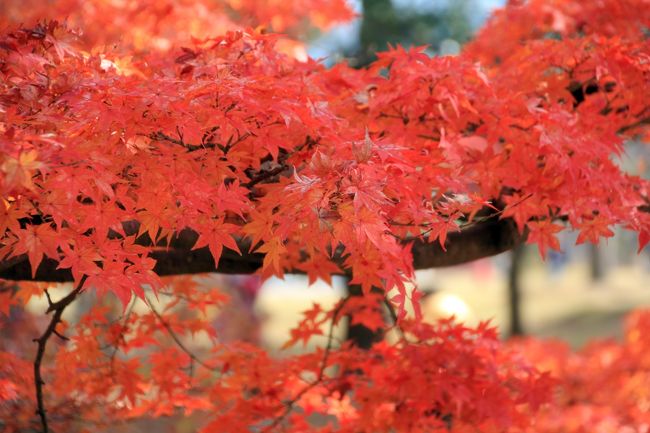 この赤とオレンジの混ざった色が好きです。