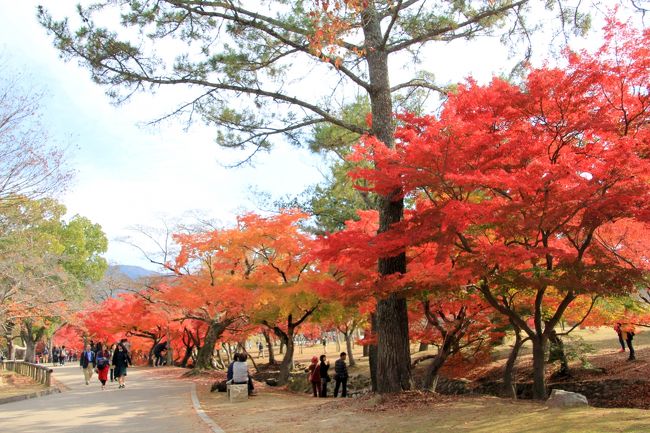 京都と違って奈良はそこまで混雑していません。<br />時間に余裕があれば、レジャーシートを敷いてのんびりしたかったです。