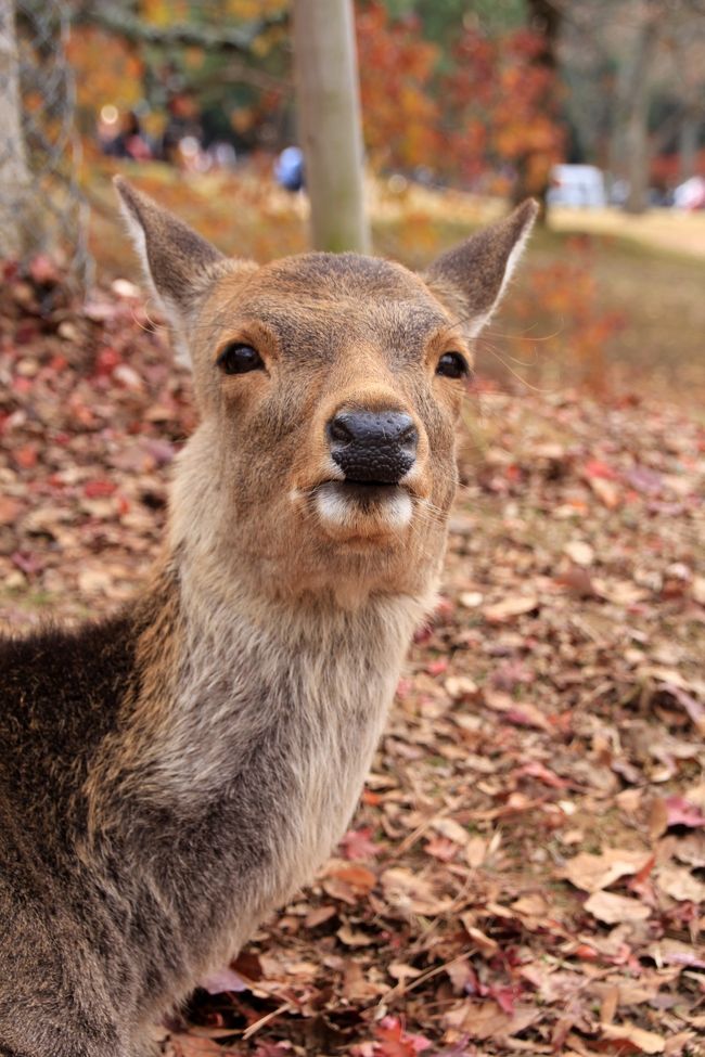 物思いにふける鹿さん。