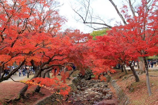 川？沿い一面が紅葉してました。