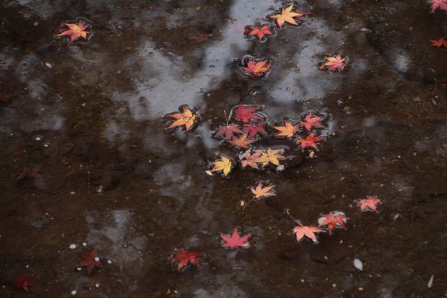 お約束の一枚。