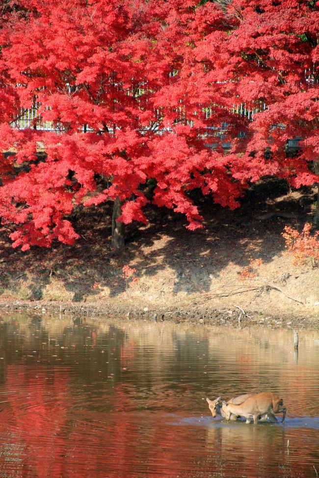 大仏池では鹿さんが水面に浮かんだ餌を食べてました。