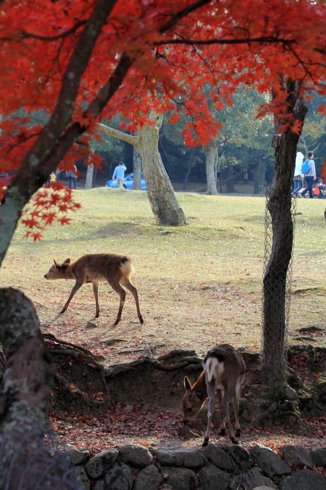鹿さんのお尻が可愛い。<br />しかし、鹿さんと紅葉を撮るのがこんなにも難しいとは思いませんでした。<br />なんだかんだ言っても観光客もいるわけですし、まぁ、本気で写真を撮りにくるなら、奈良に宿泊して朝一で来いよって話ですよね・・・