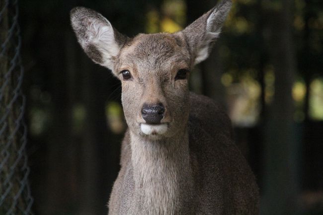 視線を感じて振り返ったら、ガン見されてました。<br />写真を撮って欲しいのかなぁと都合の良い解釈をして、写真に収めさせて頂きました。
