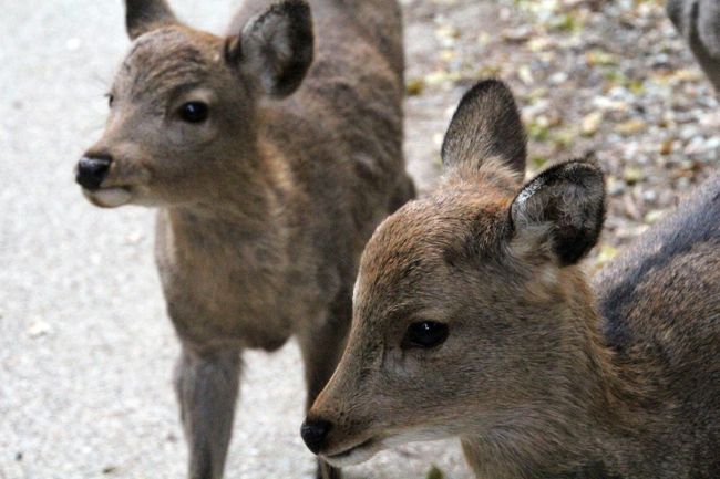 普通に小鹿さん可愛いです。<br />もう紅葉と一緒の撮るのは諦めました・・・