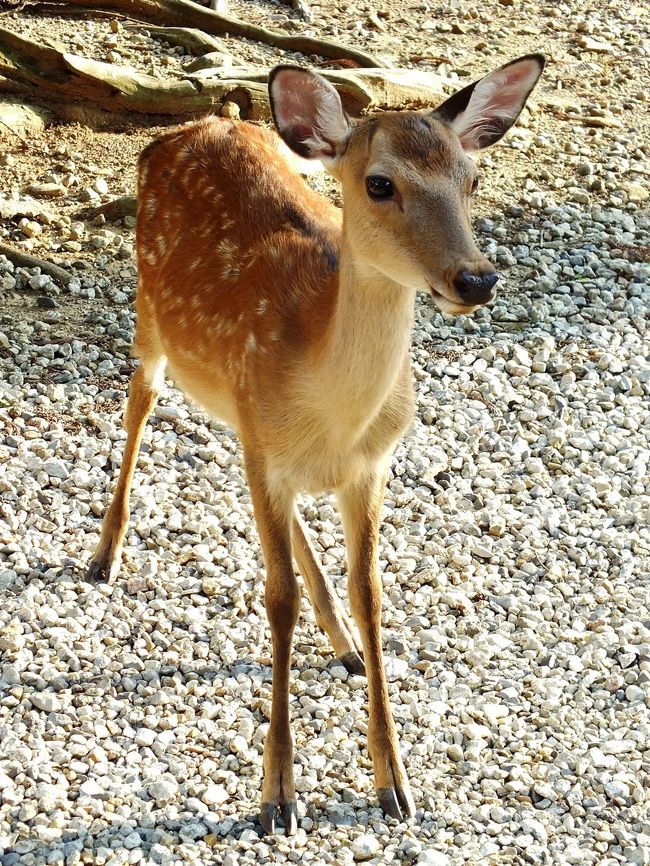 鹿さん続きで・・・今回の旅とは全く関係ないですが、今まで奈良に行った中で一番可愛いと思った鹿さんはこちらです。<br />昨年の夏に出会いました。