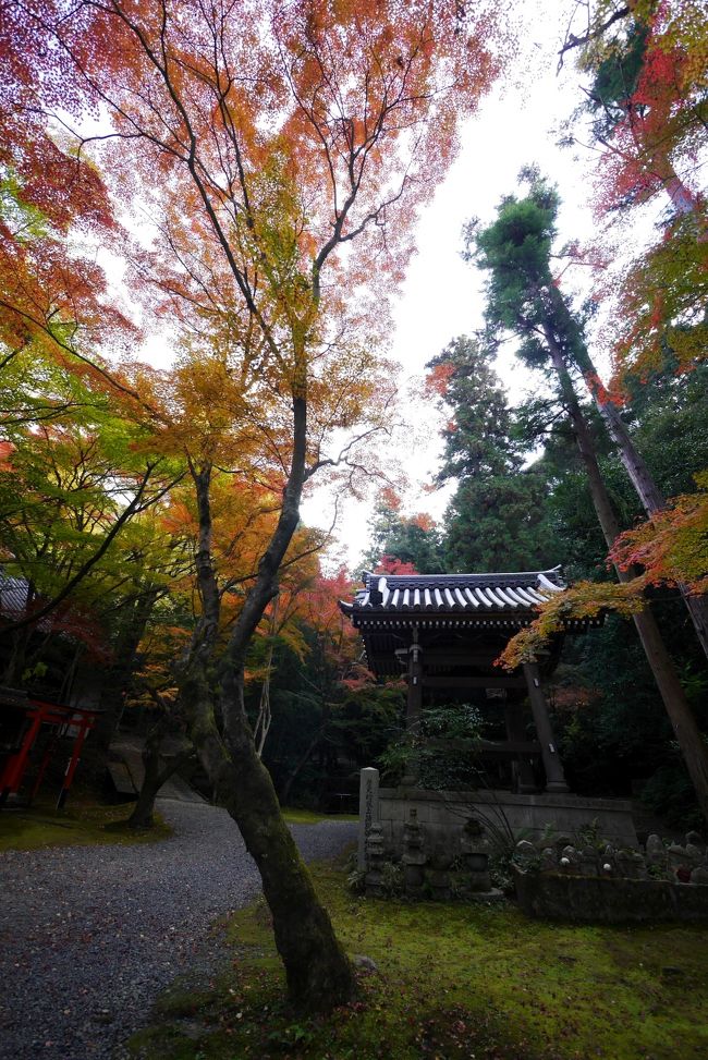 鐘楼の周りの紅葉