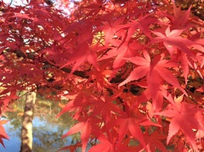 こちらでは一時間ほど自由散策<br /><br />真っ赤な紅葉<br />感動するほど綺麗です