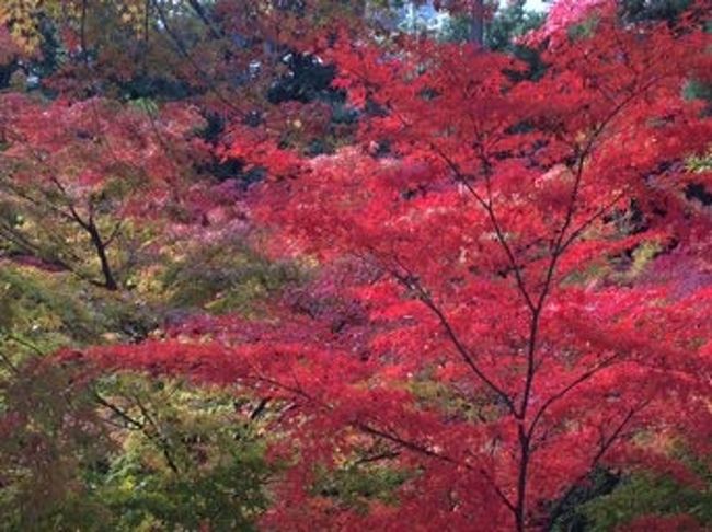 こちらでも一時間ほどの散策を楽しんで、帰路につきました。<br /><br />ほぼ予定時間に戻ってこれました。<br /><br /><br />紅葉三昧 素晴らしい景色でした。<br />紅葉のタイミングも非常によかったです<br /><br /><br />京都はいつ訪れても やっぱりいいですね〜