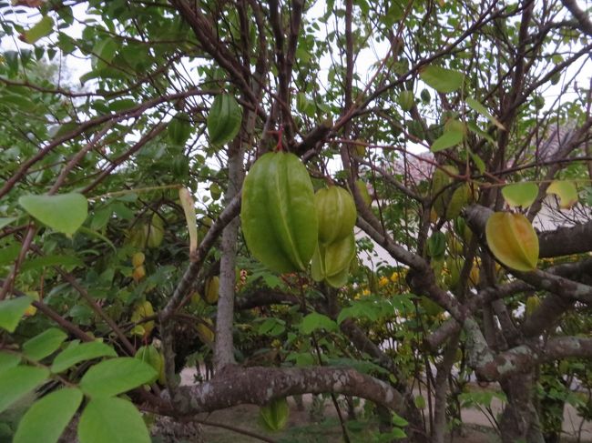 スターフルーツ発見！