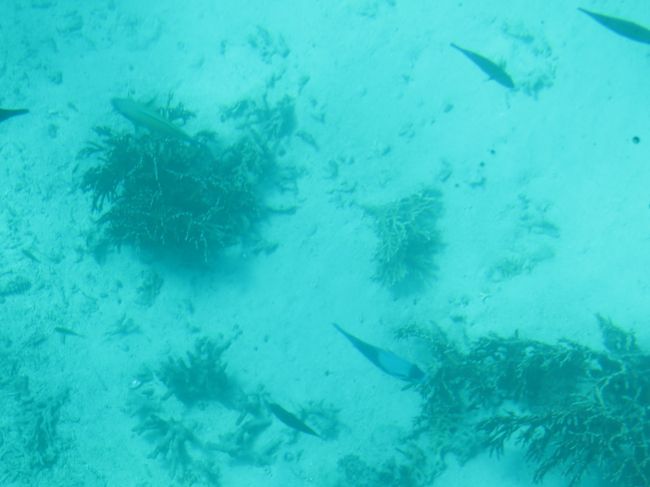 海底がよく見えます。