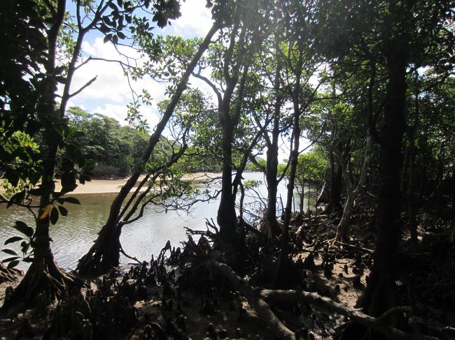 マングローブもすぐ近くで見ることができます。