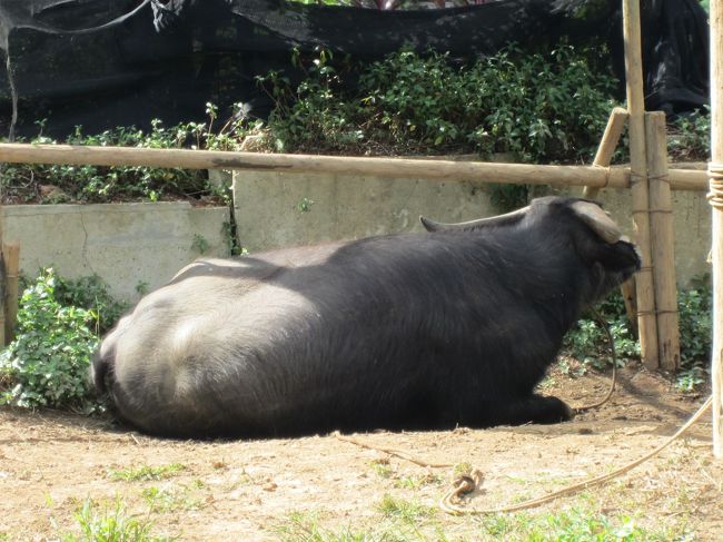 水牛さんです。お休み中でしょうか。