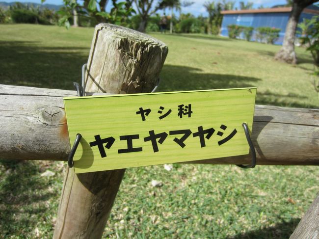 バスの車窓から見た八重山ヤシ。