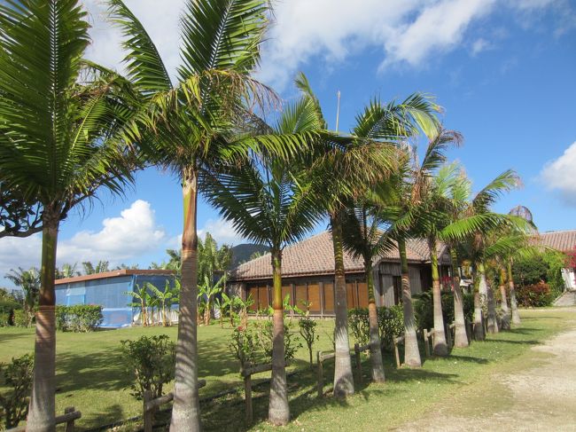 ここにもありました。幹に輪があるのですが、それが年輪と同じ意味を持つようです。