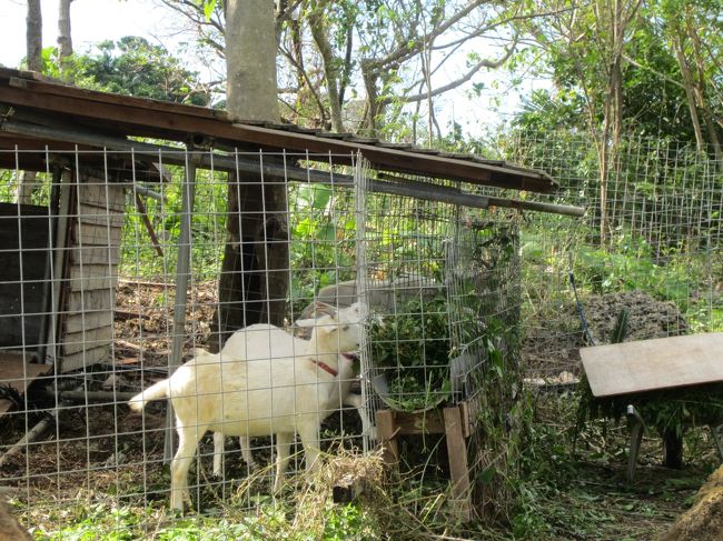 ヤギさんもいます。