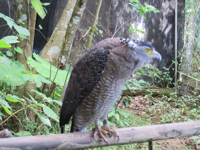 保護された、この方もいらっしゃいました。