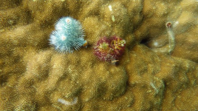 なぞの生物その２