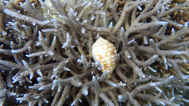 さんごももりもり。さんごの中の貝殻。