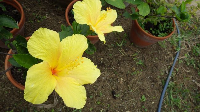 お宿で育てていたハイビスカス。
