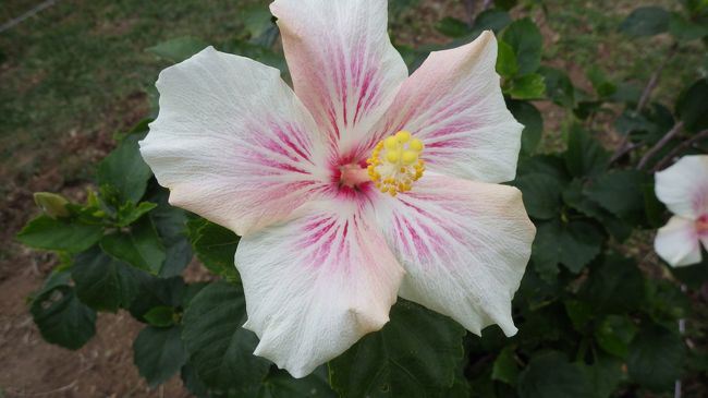 百合みたいです。