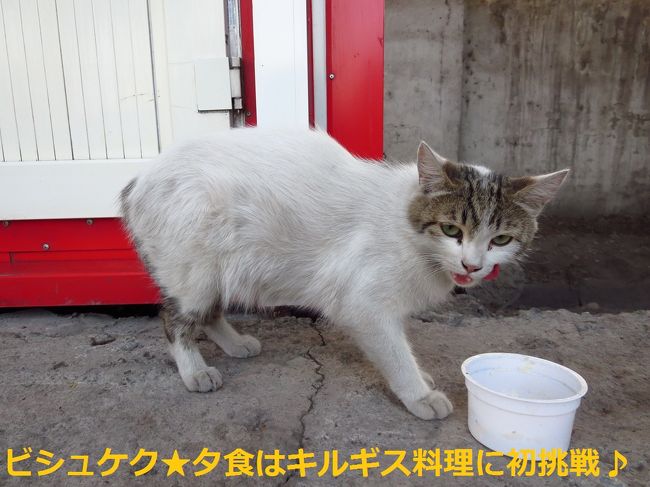 キルギスの猫ちゃん<br /><br />1匹目っ！！
