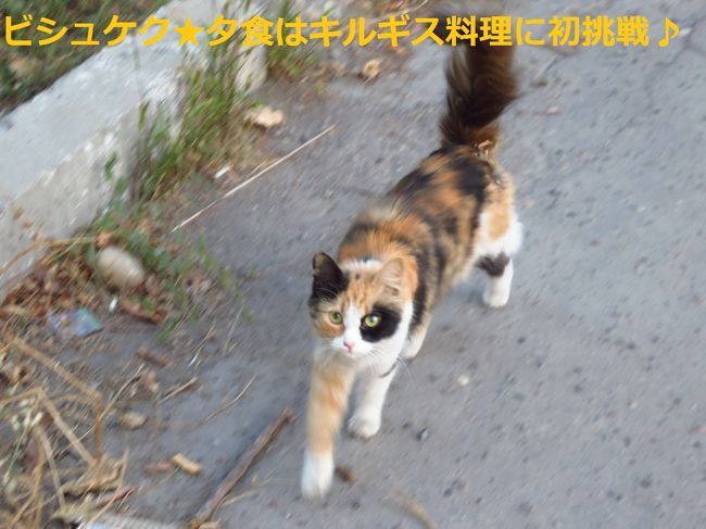 キルギスの猫ちゃん<br /><br />2匹目っ！！