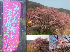 『みなみの桜と菜の花まつり』２月５日〜3月１０日

 ２月なのに満開！！南伊豆町の早先の桜を見に行ってきました＾▽＾

この時期、青野川沿いに咲く桜を楽しめます。
 種類は河津桜なのですが、区別を付けるために
「みなみの桜」と言ってるようです。

