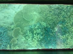 竹富港からグラスボートにも乗りました。
島のまわりはサンゴ礁に囲まれていて…
竜宮とはこんな景色のためにあるコトバなのかも。