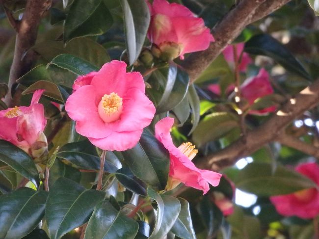 ディズニーは花もたくさんあります。<br />