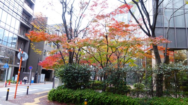 ホテル前の木々が紅葉していましたが、そろそろ見頃終わりの感じでした。