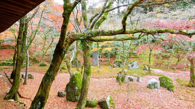 紅葉の見頃は終わった感じです。
