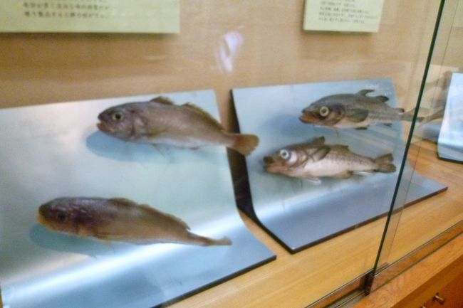 かまぼこの材料。