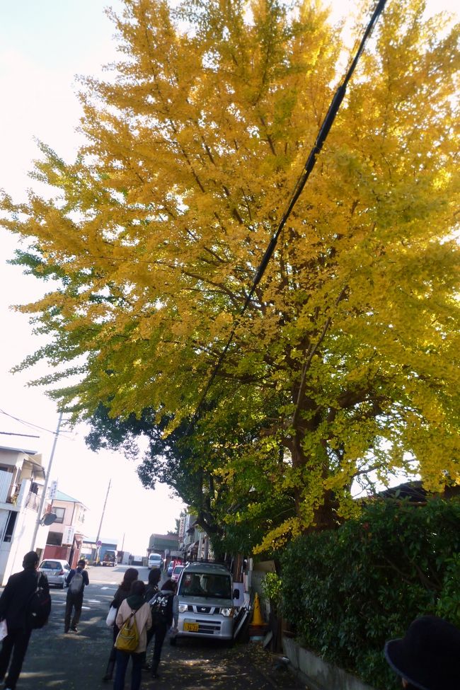 見事な銀杏並木でした。