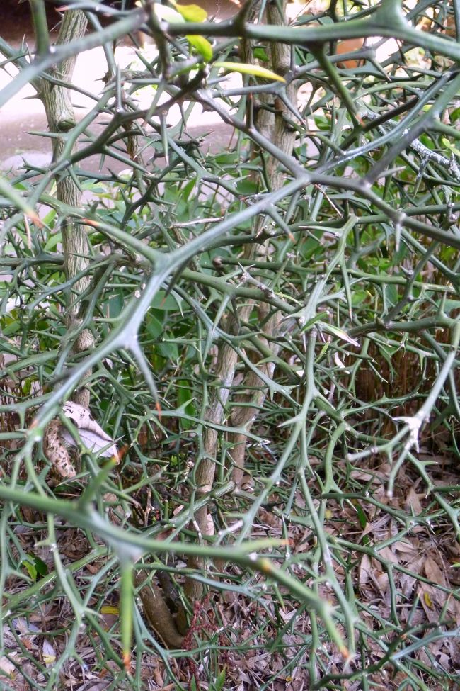 庭のからたち。