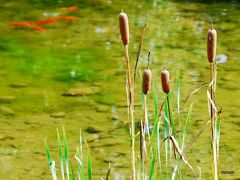 園部公園の蒲の穂　南丹市